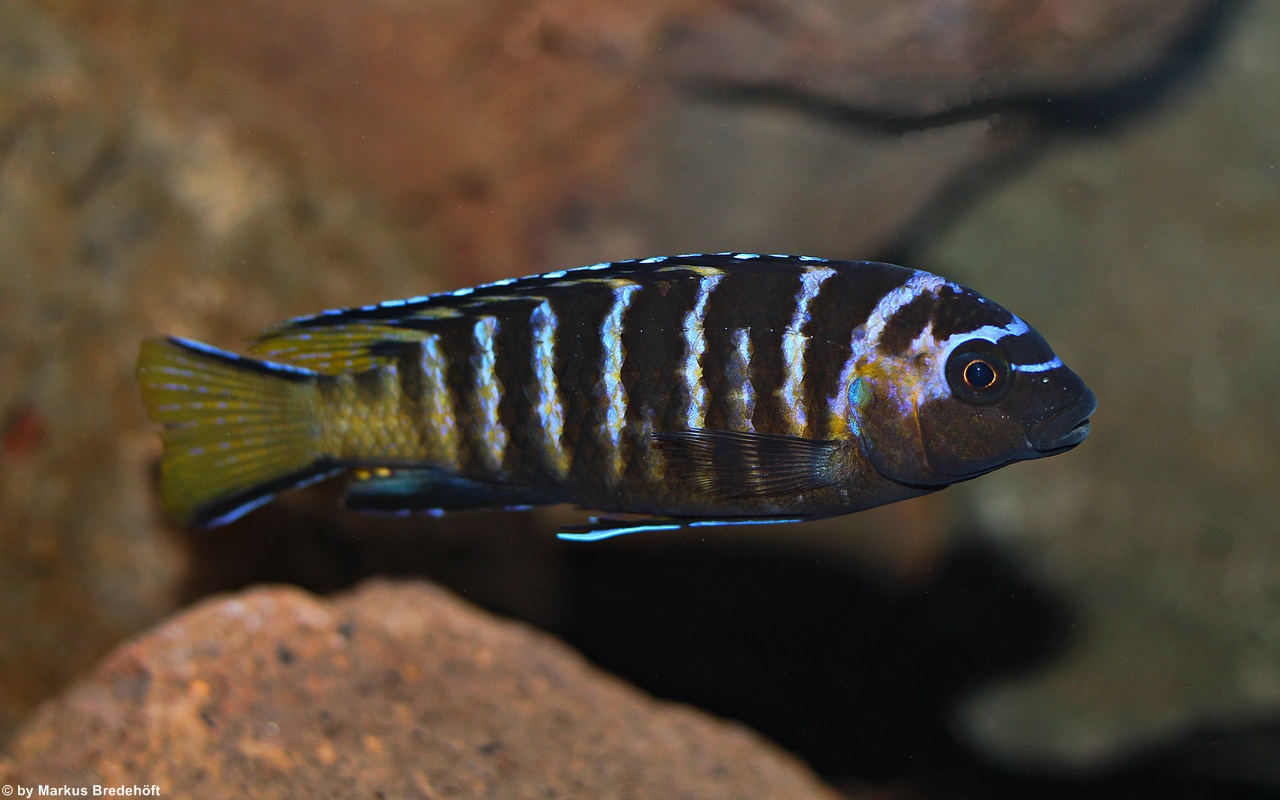 Pseudotropheus sp. "elongatus masimbwe"